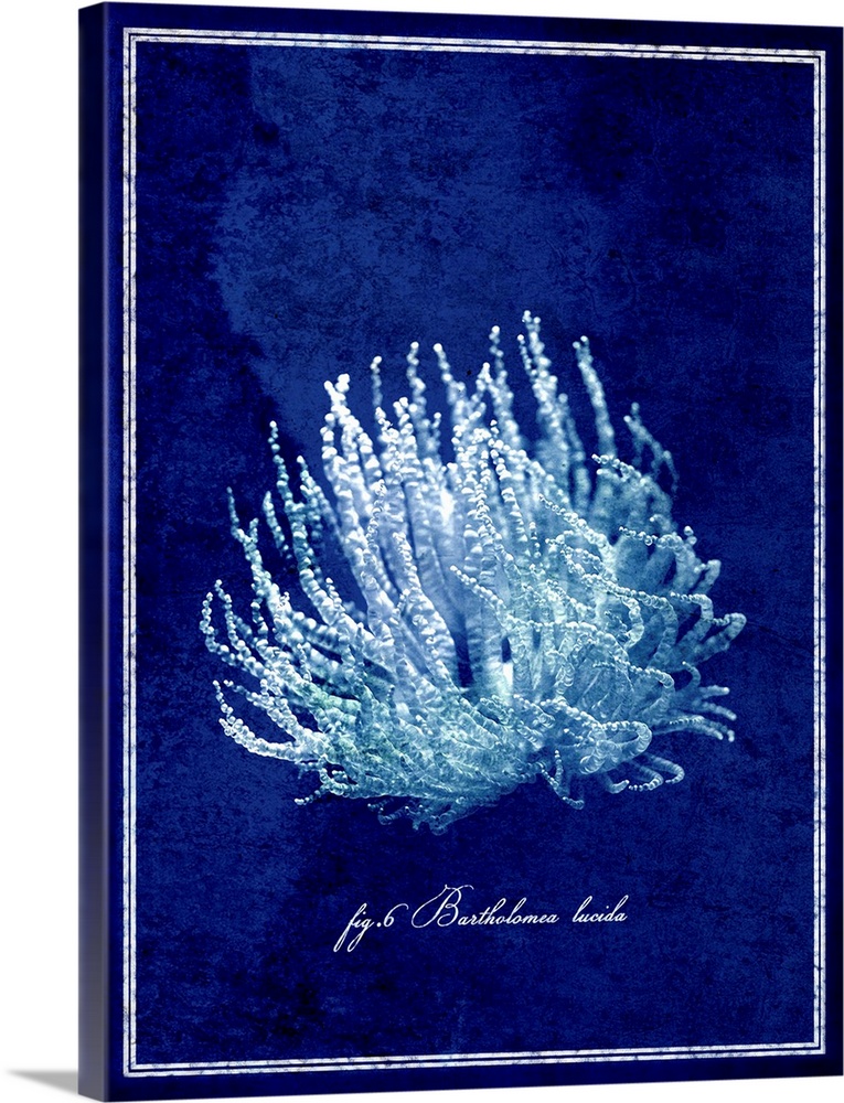 White coral is pictured against a deep blue background.