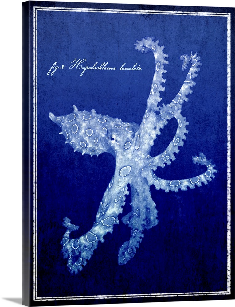 Marine Collection VII - Octopus