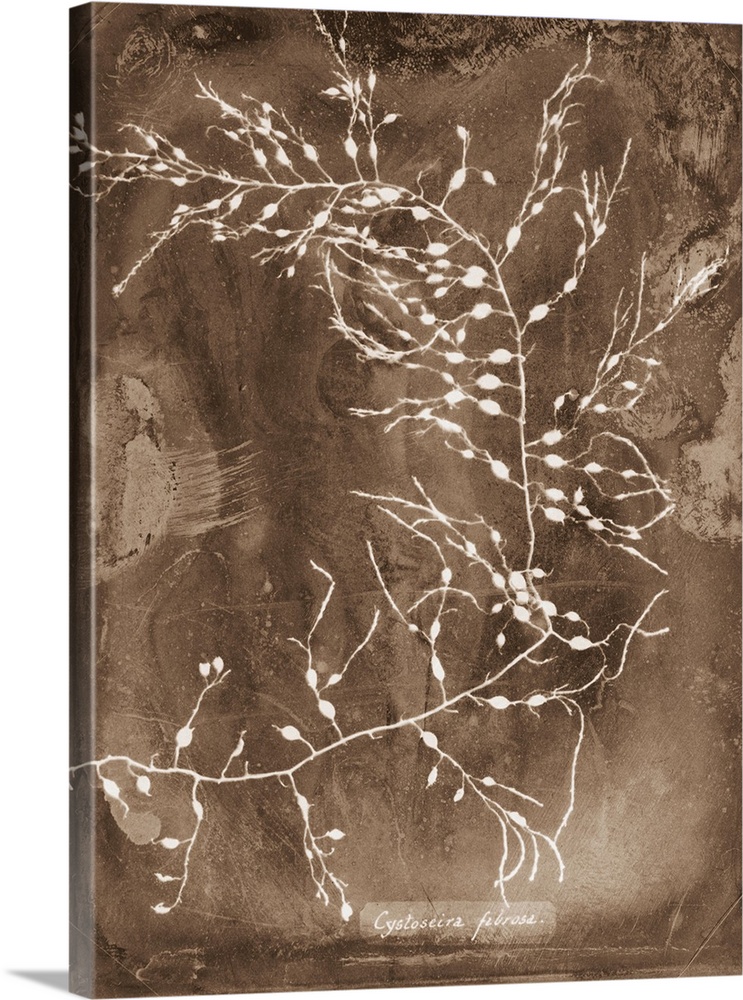 Seipa toned artwork of white silhouetted plants with their scientific name written at the bottom.