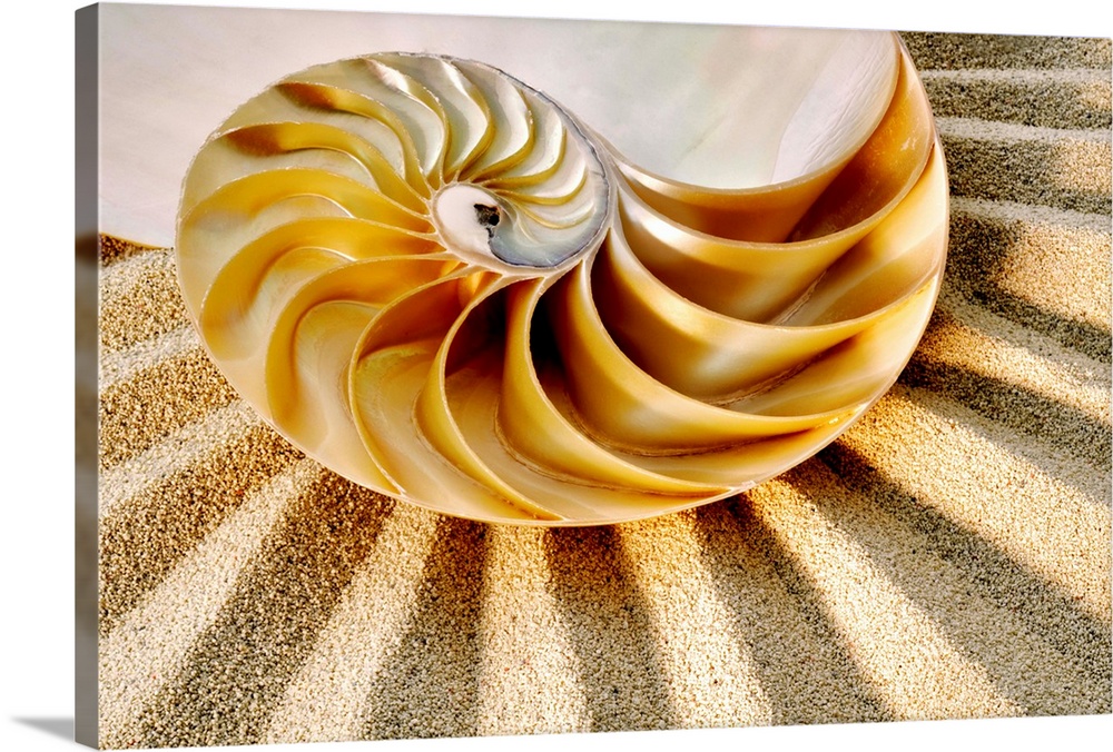 Nautilus sea shell.