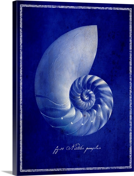Nautilus Shell Wall Art Canvas Prints Framed Prints Wall Peels Great Big Canvas