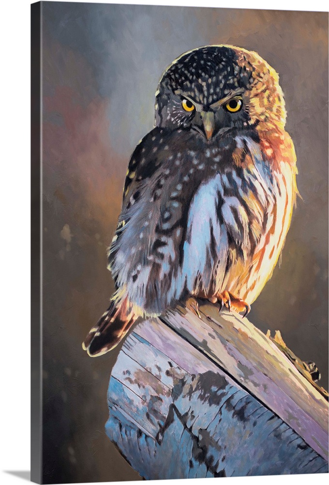 A contemporary painting of a pygmy owl.