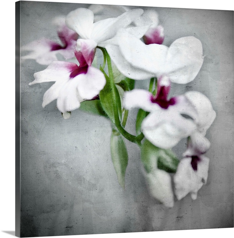Orchids | Great Big Canvas