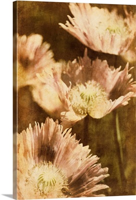 Poppies IV