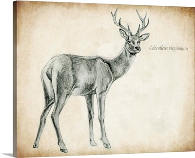 Scientific Deer Sketch I