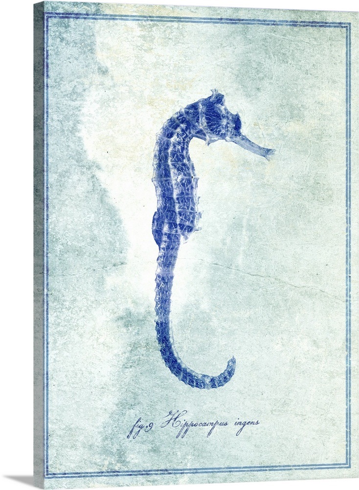 Seahorse II Wall Art, Canvas Prints, Framed Prints, Wall Peels Great Big Canvas