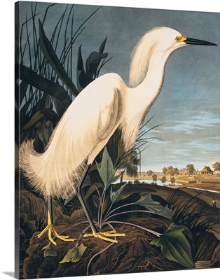 Snowy Heron or White Egret