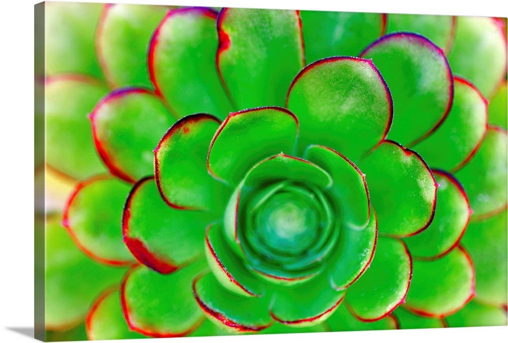 Succulent - Color 85