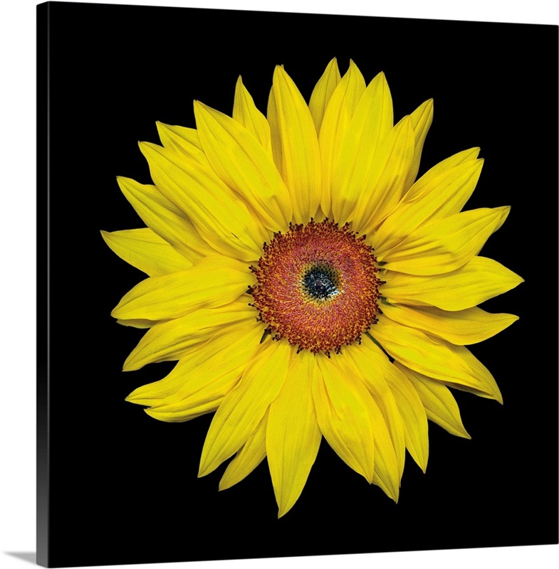 Sunflower Wall Art, Canvas Prints, Framed Prints, Wall Peels | Great