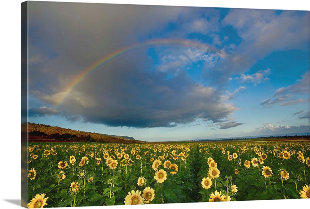 A rainbow in a cloudy sky over a field of sunflowers.