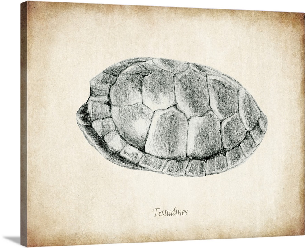 Vintage illustration of a turtle shell.