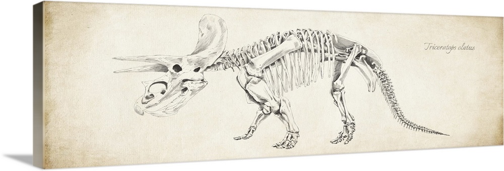 Triceratops elatus