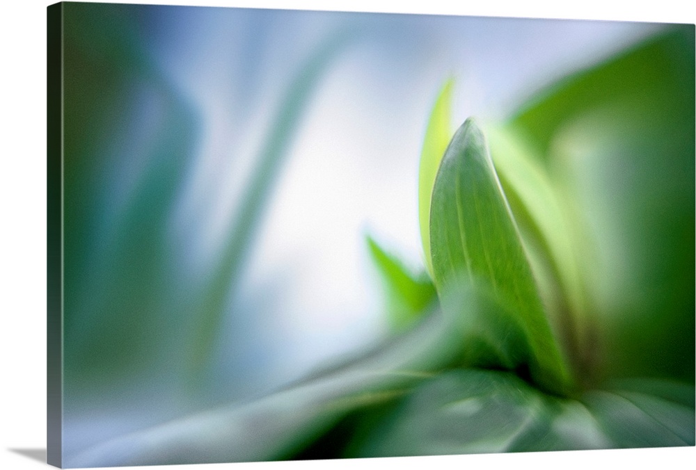 Vegetation is photographed closely with only a small part kept in focus and everything surrounding it blurred.