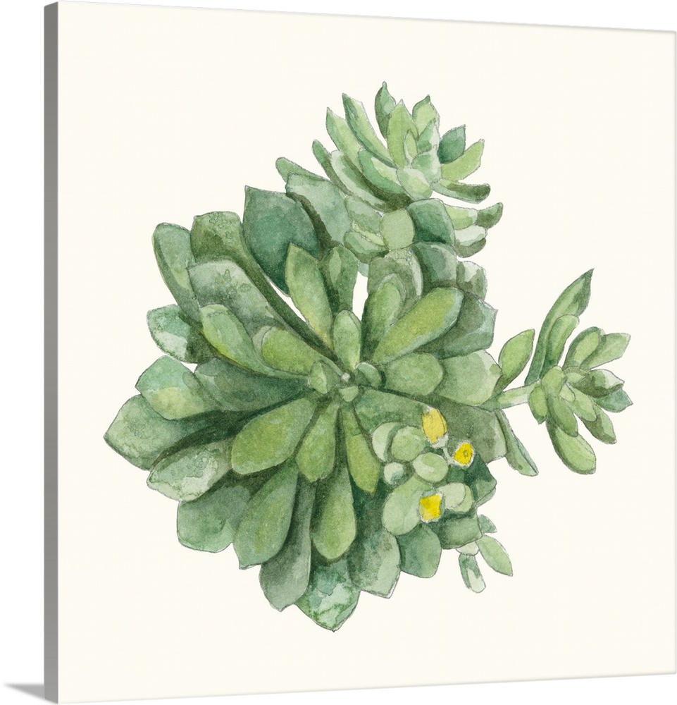 Square painting of a succulent with yellow blossoms on an off white background.