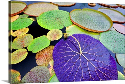 Tropical Waterlily Leaves