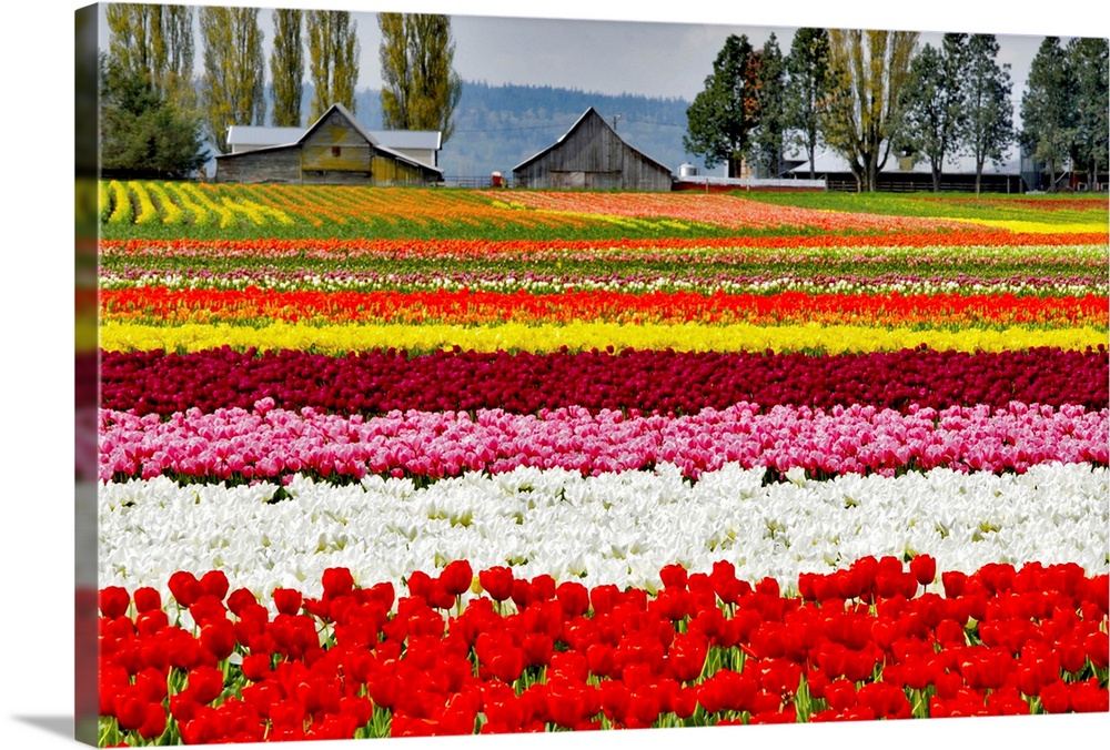 Rows of colorful tulips on a farm.