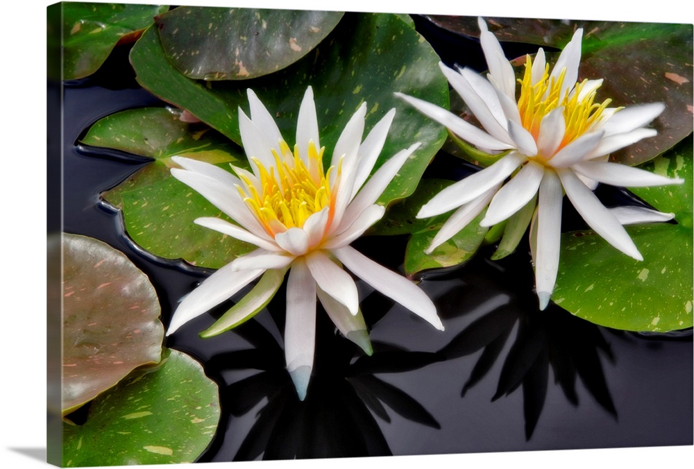 Water Lily - (Arc-en-ciel). Hughes Water Gardens. Oregon