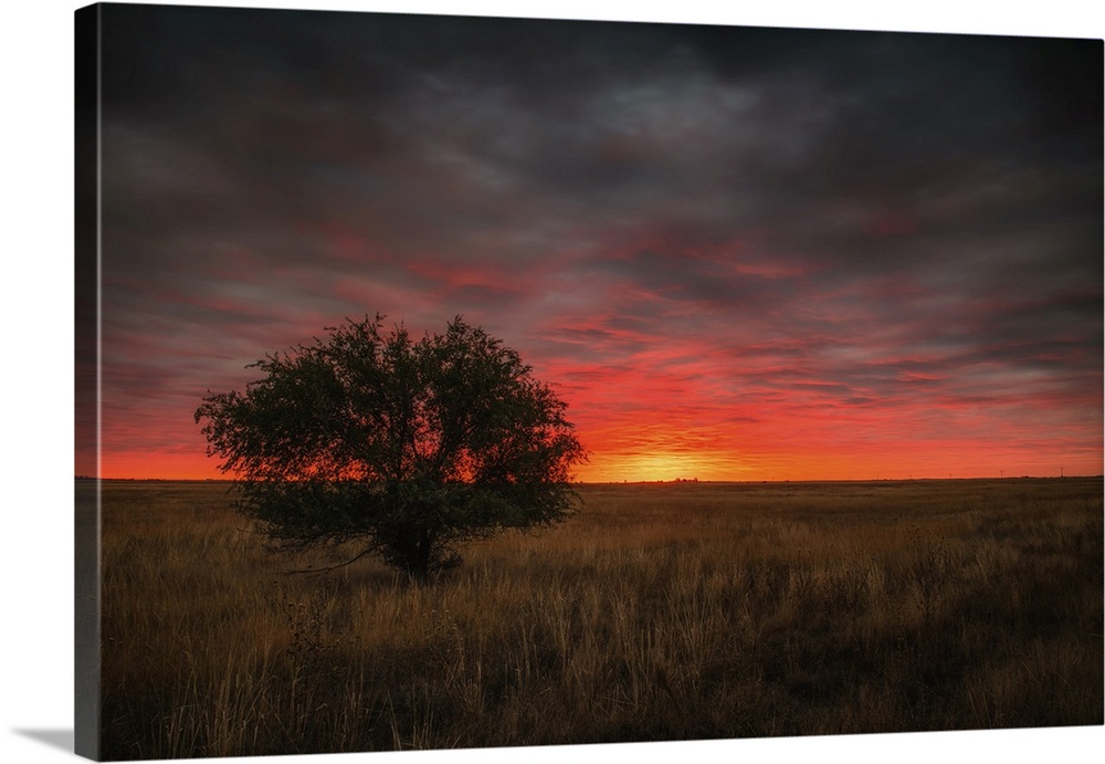 An elm tree stands along in the vastness of the Colorado prairie during a stunningly beautiful sunrise.