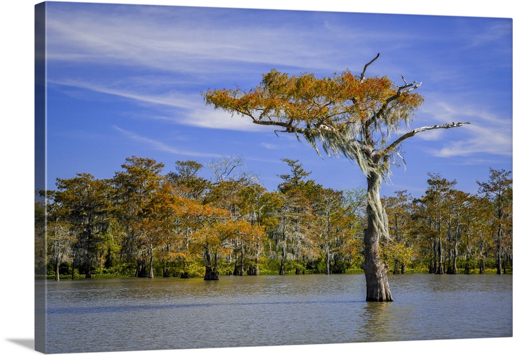 A Spanish moss-draped cypress tree stands alone in the Atchafalaya Basin's Grand Lake. The tree, which has begun turning a...