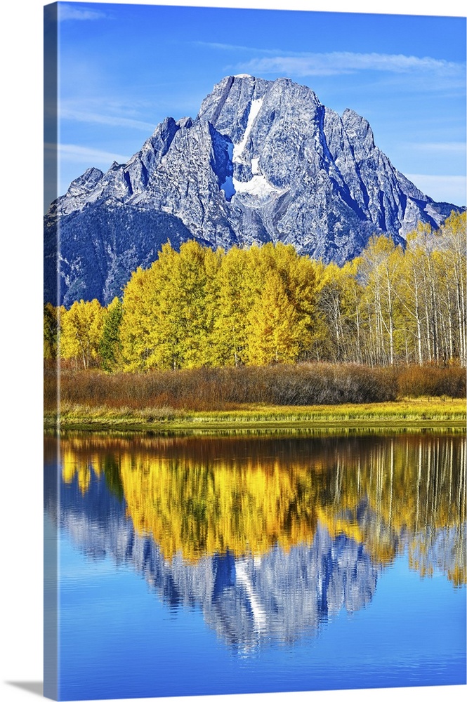 Aspens turn brilliant shades of gold during autumn at the iconic Oxbow Bend in Wyoming's Grand Teton National Park. The co...