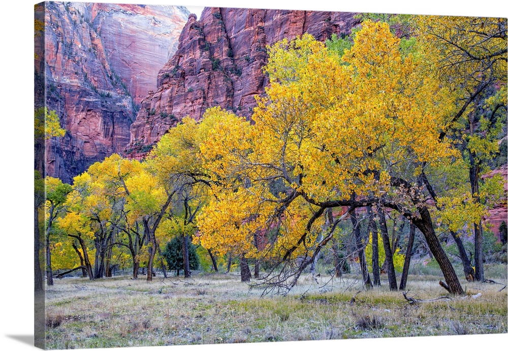 Fall colors decorate cottonwoods in a field of Zion National Park's Grotto. This park is should be on every nature lover's...