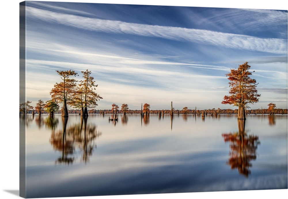 Cypress trees turn brilliant colors during autumn in Henderson Swamp's South Flats area. This gorgeous swampland is locate...