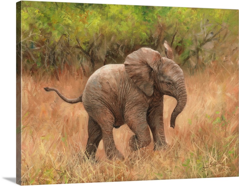 Baby African Elephant | Great Big Canvas