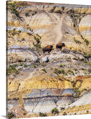 Badlands Bison