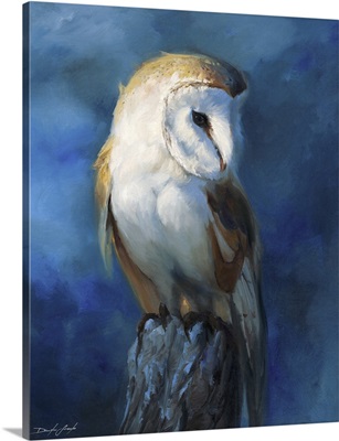 Barn Owl