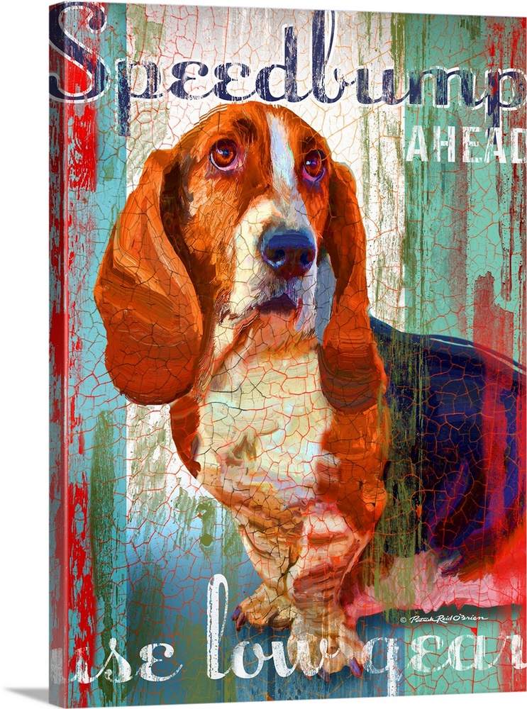 Basset Hound