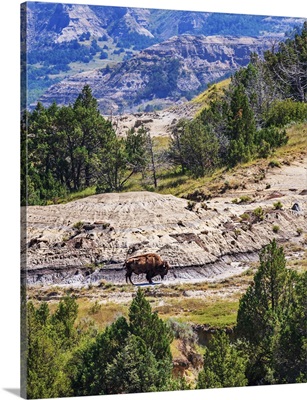 Bison In The Dakota Badlands