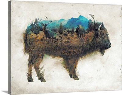 Buffalo Bison