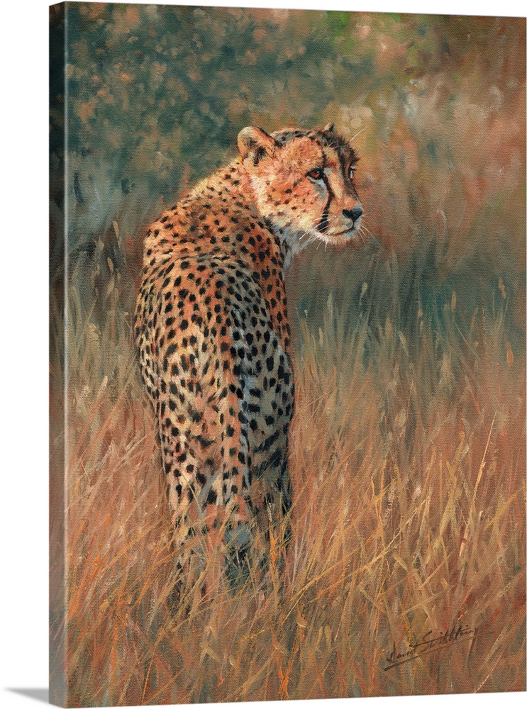 Cheetah In Field