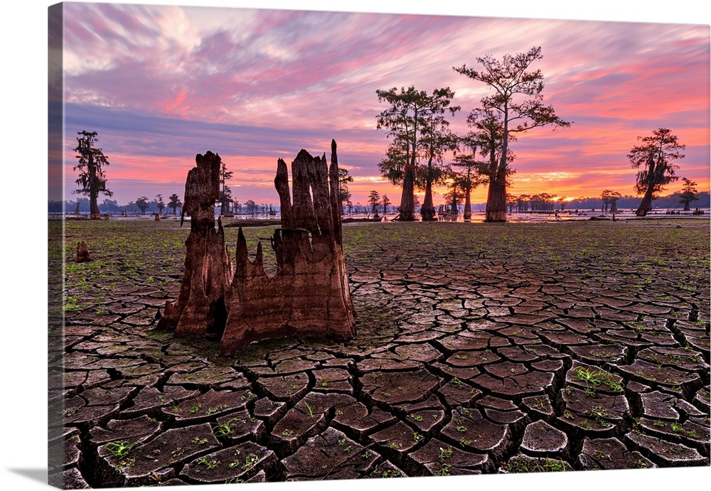 Cracked Henderson Swamp