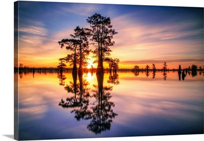 Dawn In Henderson Swamp