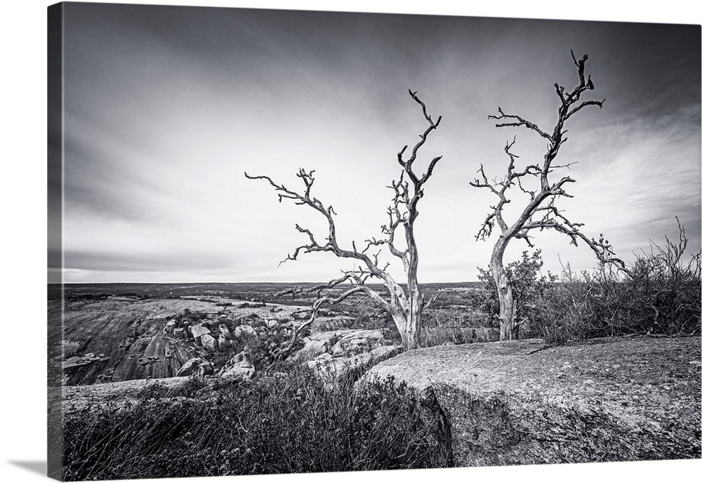 Skeletal remains of live oak trees overlook the Hill Country surrounding Texas' Enchanted Rock. The massive stone towers a...