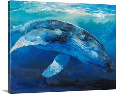 Humpback Whale