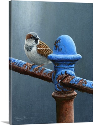 Kind Of Blue - House Sparrow