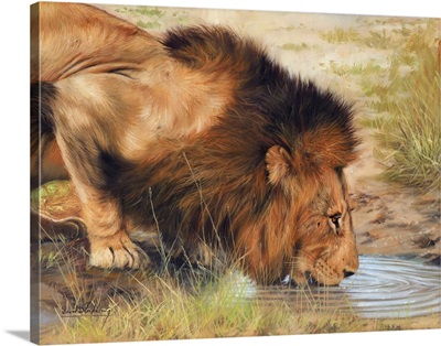 Lion Drinking