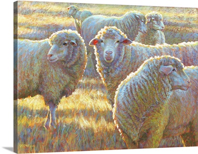 Seeking Social Sheep