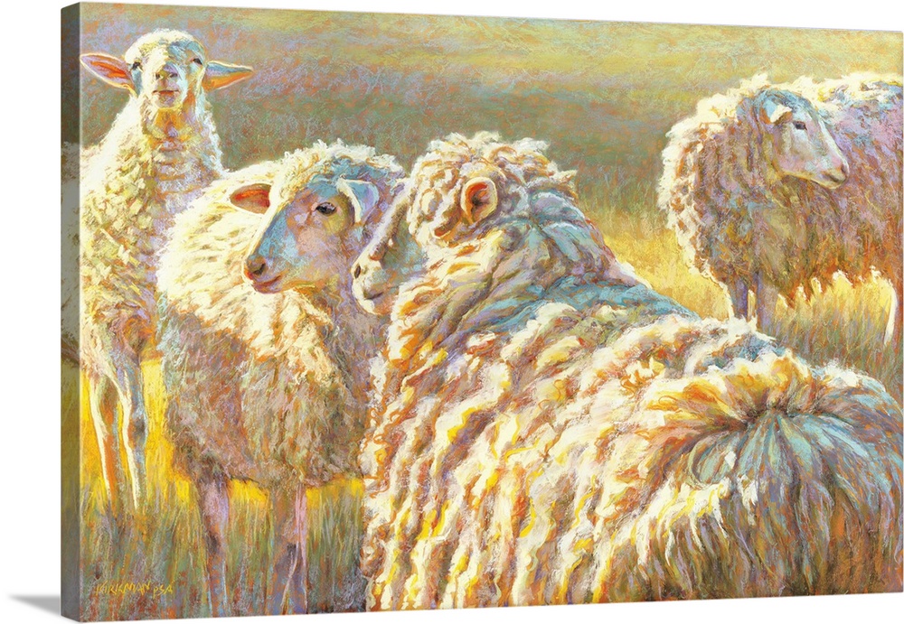 Sheep Schemes