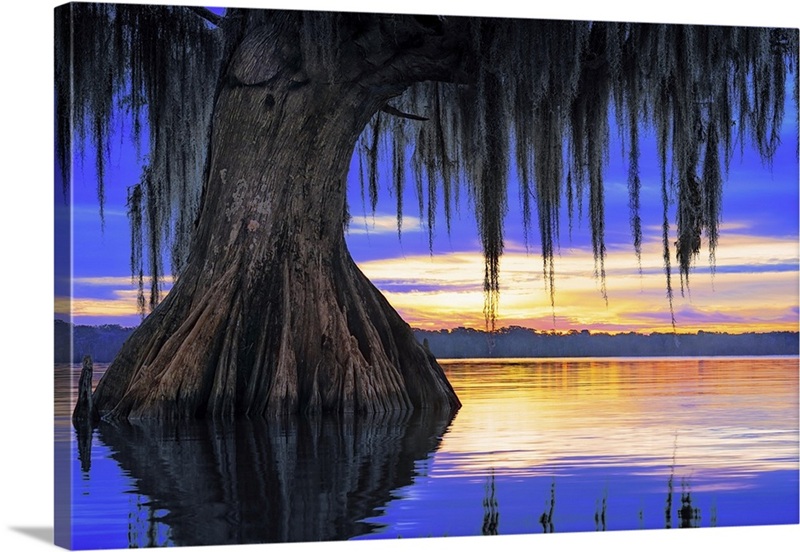 Swamp Serenity | Great Big Canvas
