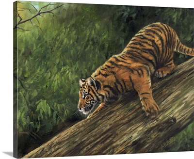 Tiger In Tree