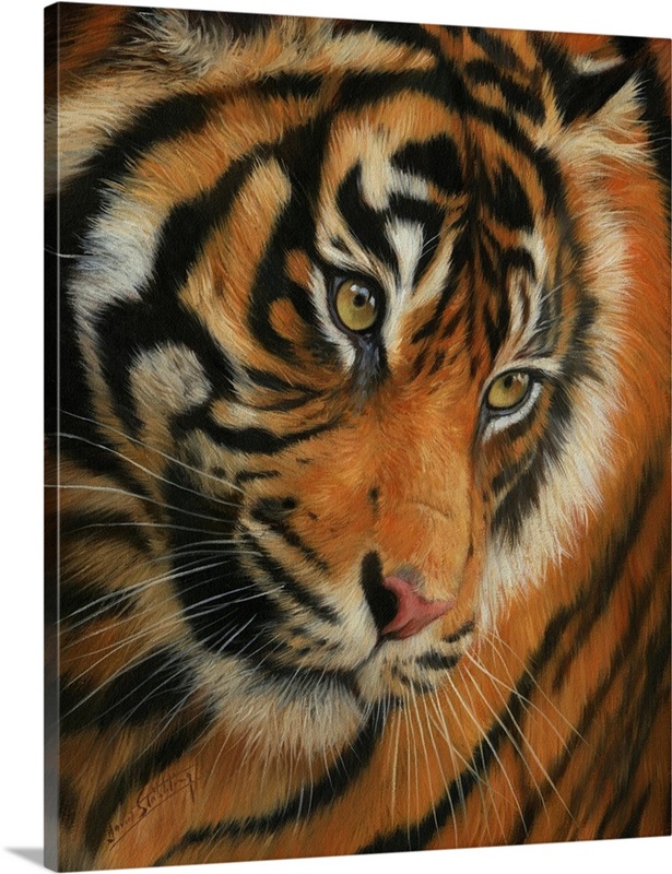 Tiger Portrait III Wall Art, Canvas Prints, Framed Prints, Wall Peels ...