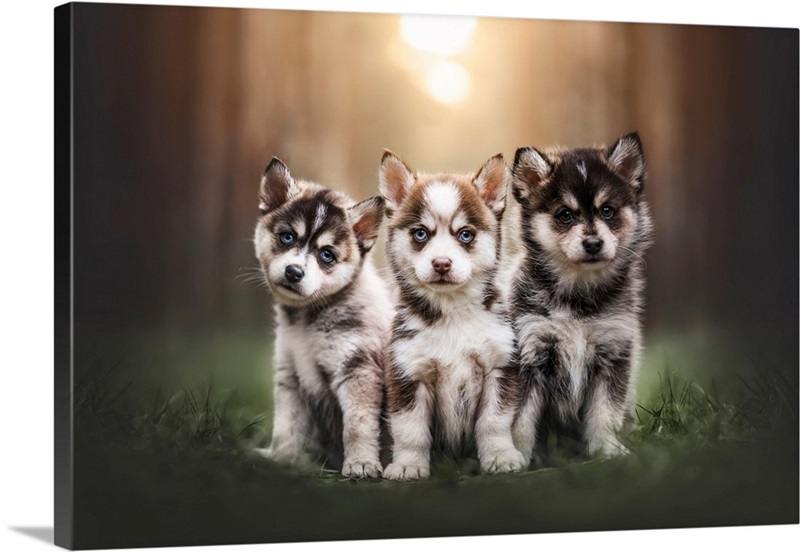 Trouble Comes In Threes Wall Art, Canvas Prints, Framed Prints, Wall