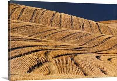 Wheat Landscape