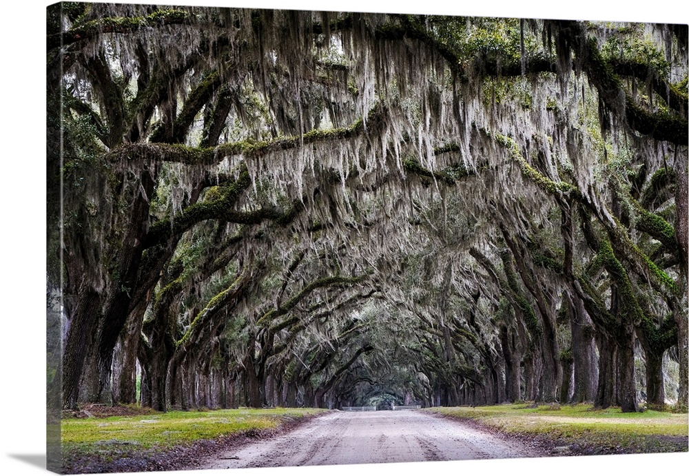 Spanish moss-draped live oak trees line the driveway to Wormsloe Plantation just outside Savannah, Georgia. The beautiful ...