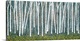 image thumbnail of Contemporary painting of Birch trees in the forest with yellow falling leaves.