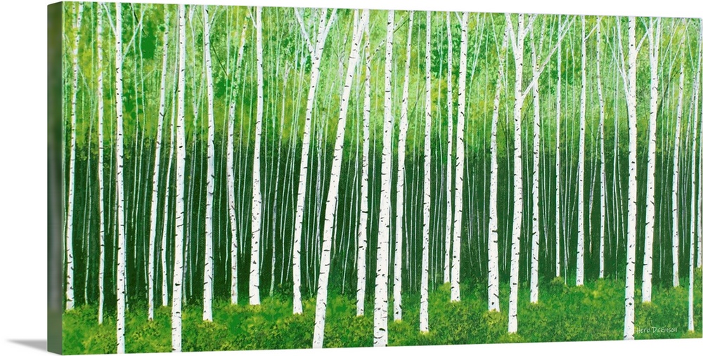Birch trees in rows in a deep, lush forest.