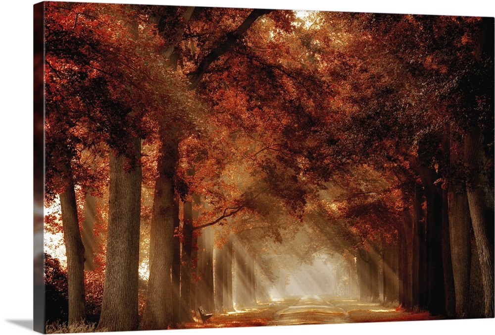 A photograph looking down a foggy tree lined road in autumn foliage.